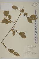 藏品(光果南蛇藤)的圖片