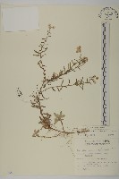 藏品(玉山抱莖籟簫)的圖片
