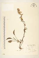 藏品(一枝黃花)的圖片