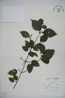 藏品(紅子莢迷)的圖片