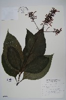 藏品(紅樓花)的圖片