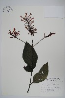 藏品(紅樓花)的圖片