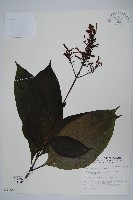 藏品(紅樓花)的圖片