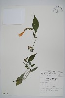 藏品(曲莖馬藍)的圖片