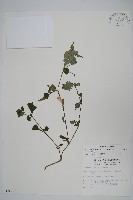 藏品(曲莖馬藍)的圖片