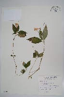 藏品(紫花鳳仙花)的圖片