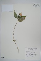 藏品(紫花鳳仙花)的圖片