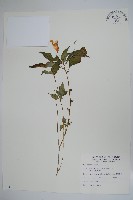 藏品(紫花鳳仙花)的圖片