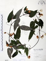 藏品(森氏鐵線蓮)的圖片