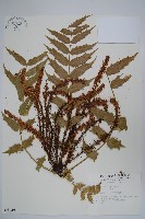 藏品(阿里山十大功勞)的圖片