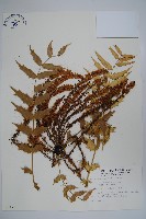 藏品(阿里山十大功勞)的圖片