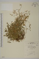 藏品(卷耳)的圖片