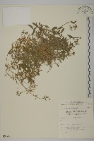 藏品(卷耳)的圖片