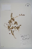 藏品(普刺特草)的圖片