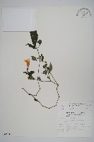 藏品(曲莖馬藍)的圖片
