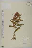 藏品(臺灣馬蘭)的圖片