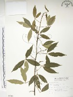 藏品(飛龍掌血)的圖片