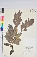 藏品(珍珠花、長尾葉越橘)的圖片