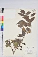 藏品(珍珠花、長尾葉越橘)的圖片