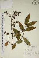 藏品(大葉溲疏)的圖片