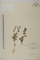 藏品(野茼蒿)的圖片