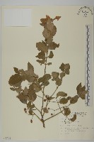 藏品(刺果衛矛)的圖片