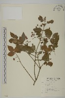 藏品(刺果衛矛)的圖片