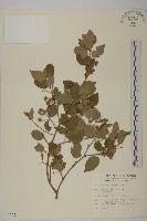 藏品(刺果衛矛)的圖片