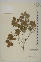 藏品(刺果衛矛)的圖片