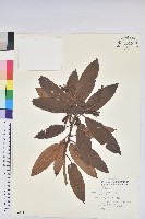 藏品(玉山杜鵑)的圖片