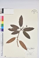 藏品(玉山杜鵑)的圖片