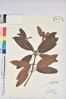 藏品(玉山杜鵑)的圖片
