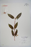 藏品(阿里山忍冬、漸尖葉忍冬)的圖片