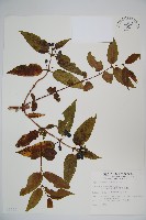 藏品(阿里山忍冬、漸尖葉忍冬)的圖片