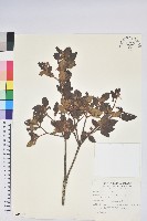 藏品(紅毛杜鵑)的圖片