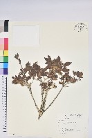 藏品(紅毛杜鵑)的圖片