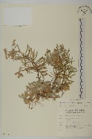 藏品(玉山抱莖籟簫)的圖片