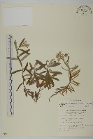 藏品(玉山抱莖籟簫)的圖片