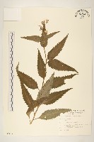 藏品(黃菀)的圖片
