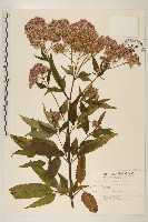 藏品(臺灣澤蘭)的圖片