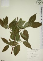 藏品(大葉溲疏)的圖片