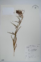 藏品(大本山梗菜)的圖片