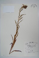 藏品(大本山梗菜)的圖片