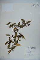 藏品(狹葉莢迷)的圖片