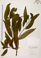 藏品(山胡椒)的圖片