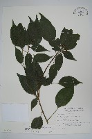 藏品(臺灣樹參)的圖片