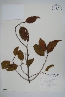 藏品(臺灣赤楊、臺灣榿木)的圖片