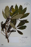 藏品(臺灣鵝掌柴)的圖片