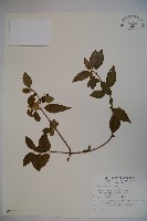 藏品(狹葉莢迷)的圖片