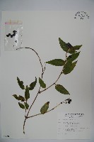 藏品(阿里山忍冬、漸尖葉忍冬)的圖片